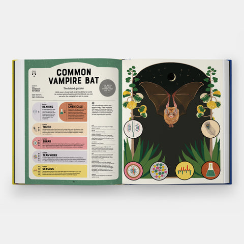 Super Powered Animals book spread showing diagrams and illustration of a Common Vampire Bat